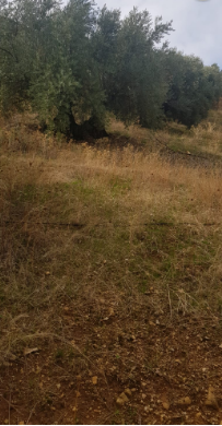 Venta de finca rústica en Villacarrillo