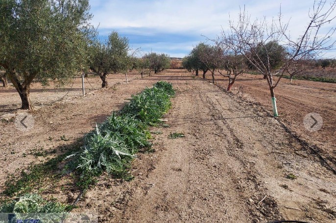 Venta de finca rústica en El Pinós