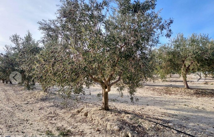 Venta de finca rústica en El Pinós
