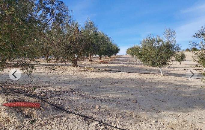 Venta de finca rústica en El Pinós