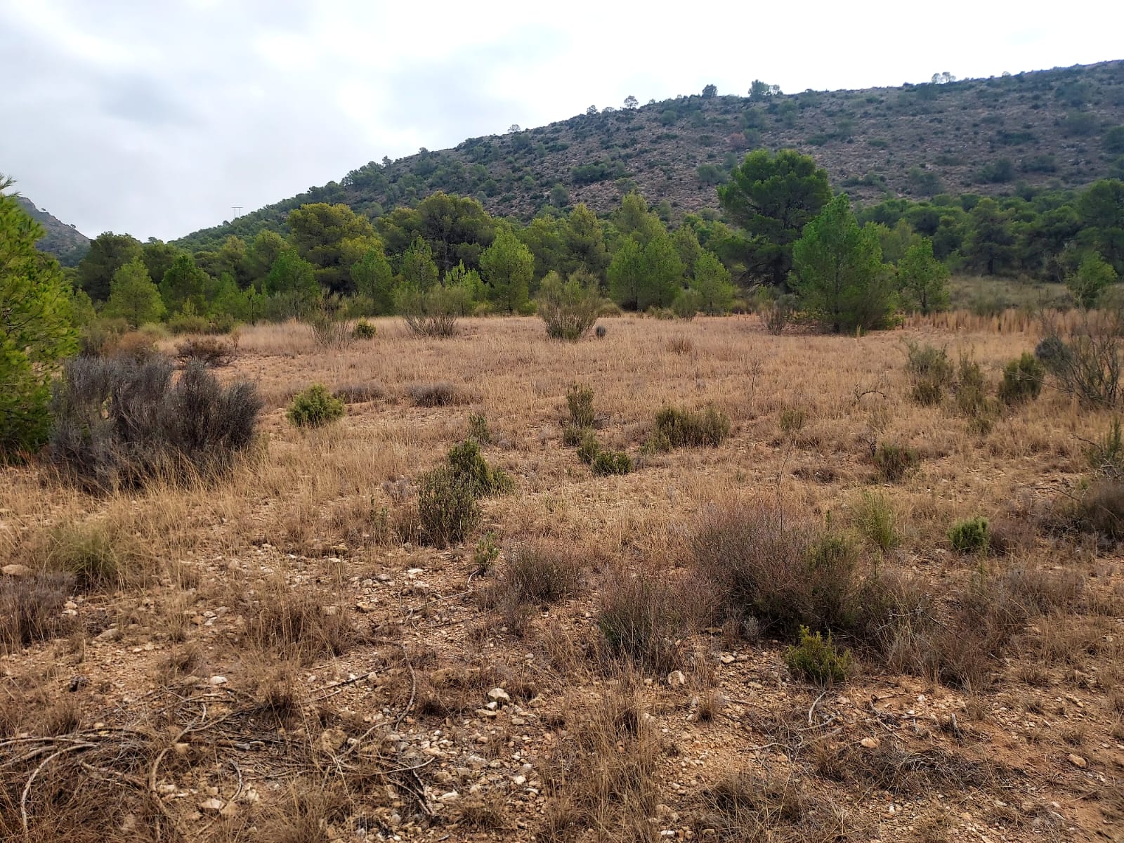 Venta de terreno en Cieza