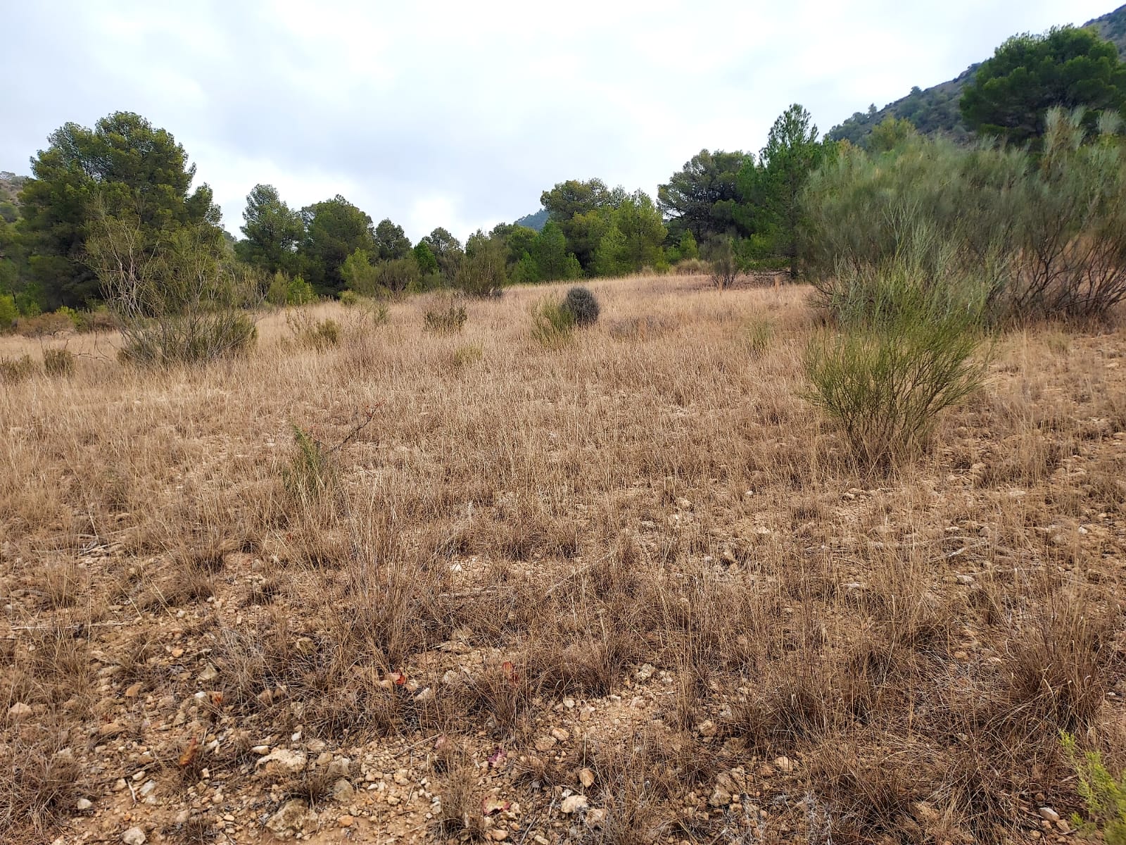 Venta de terreno en Cieza