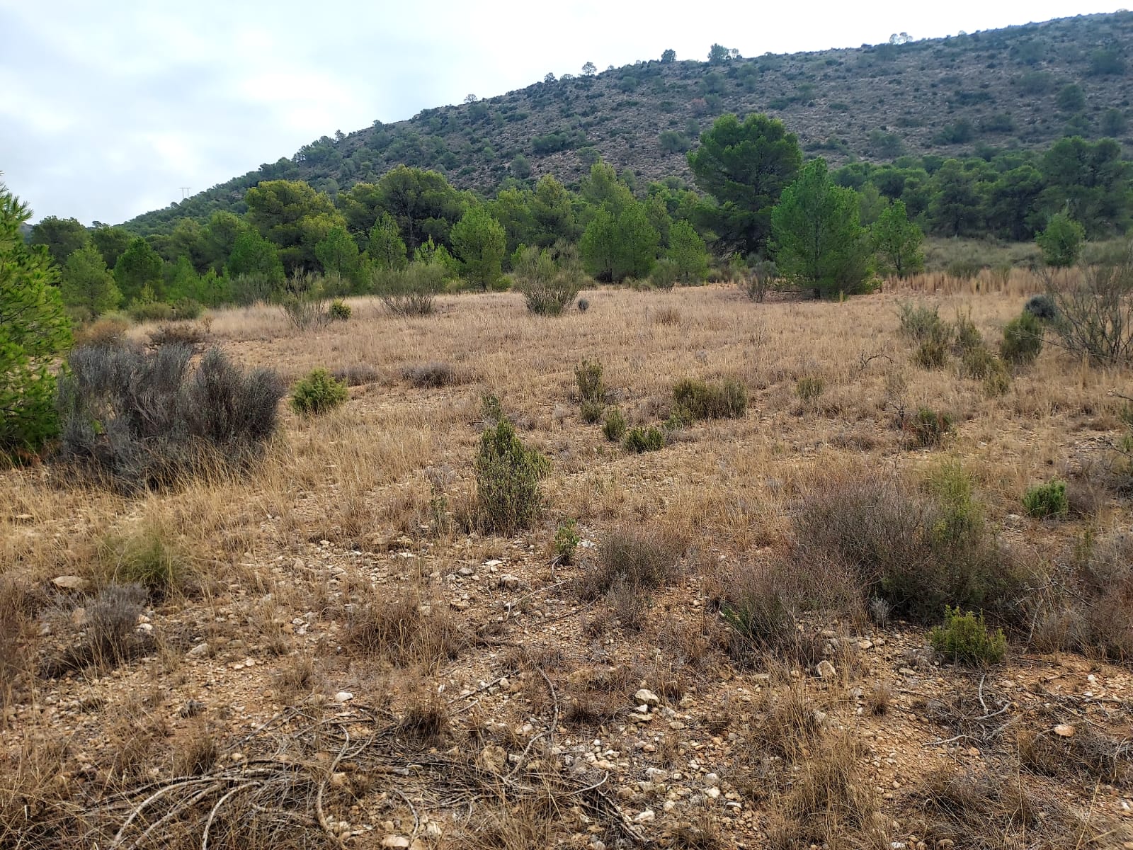 Venta de terreno en Cieza