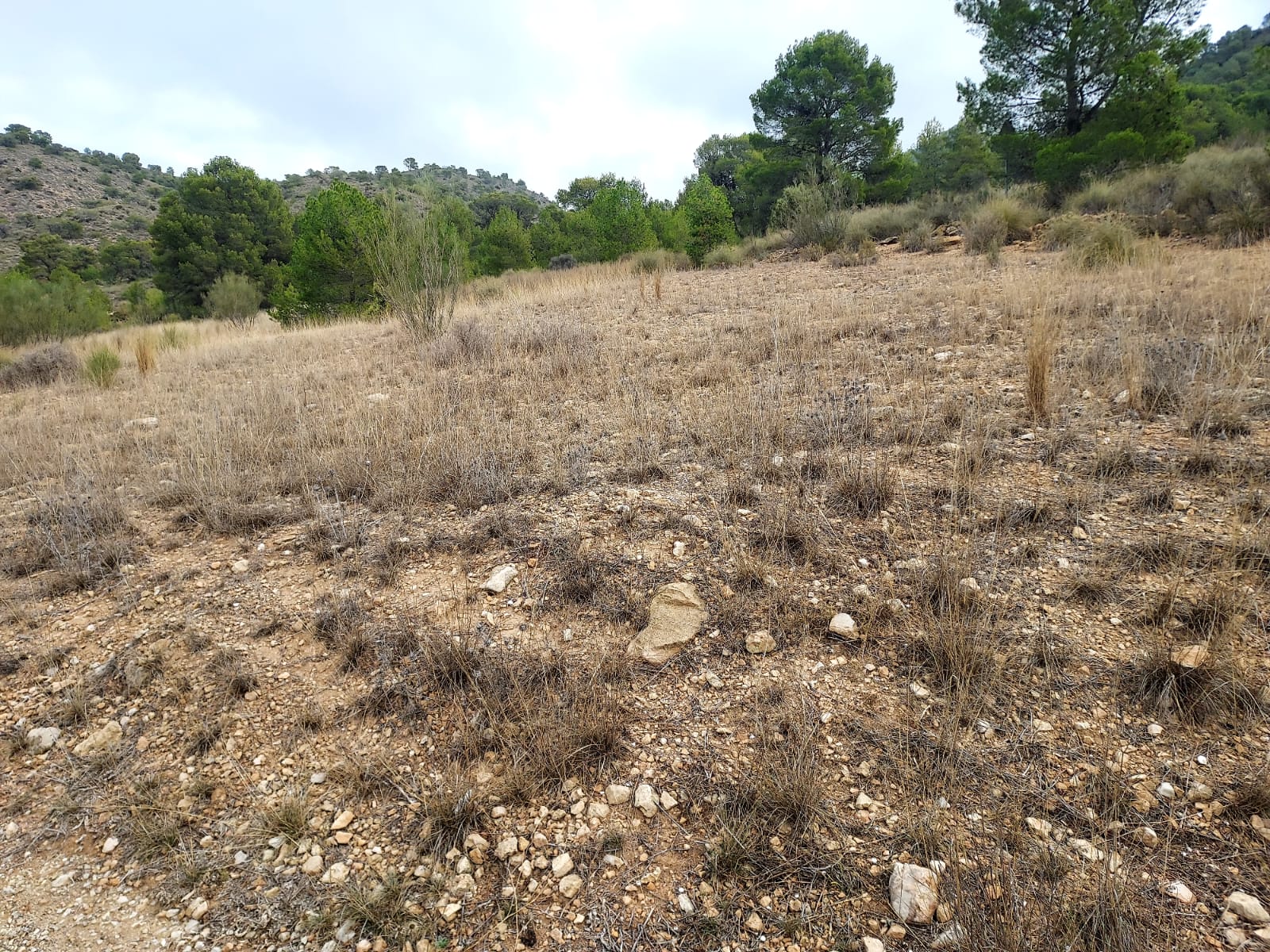 Venta de terreno en Cieza