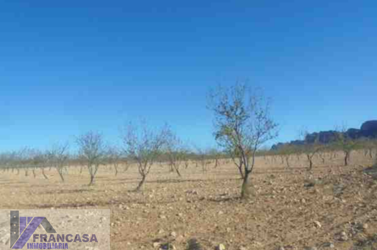 For sale of land in Cieza