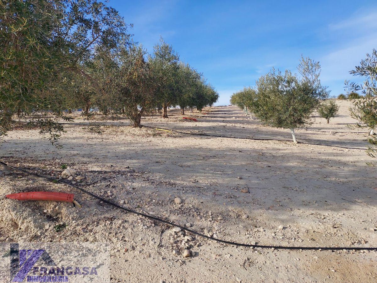 Venta de finca rústica en Cieza