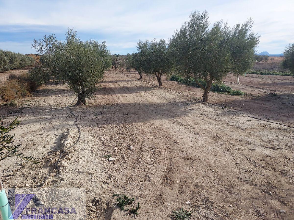 For sale of rural property in Cieza