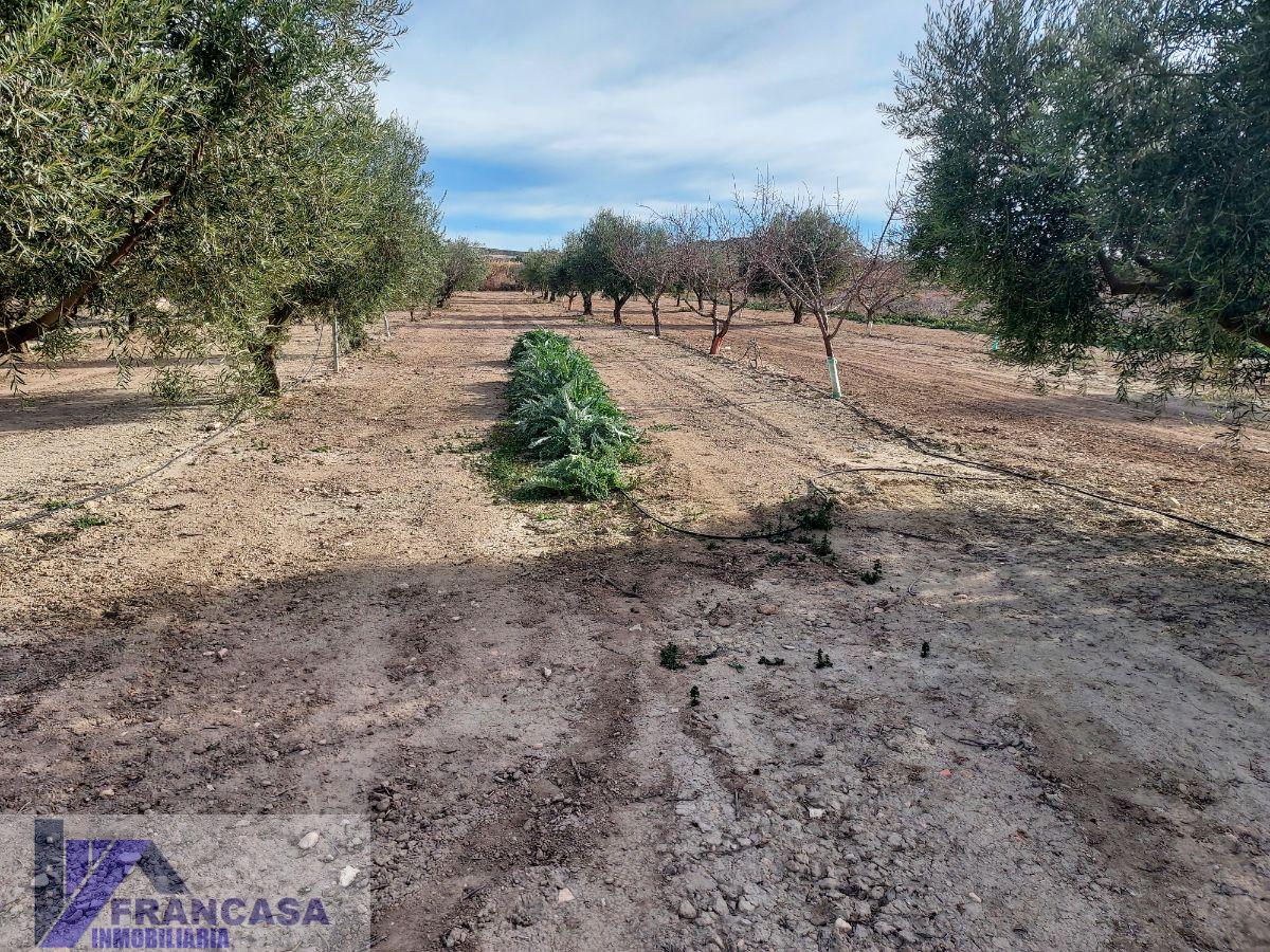 For sale of rural property in Cieza