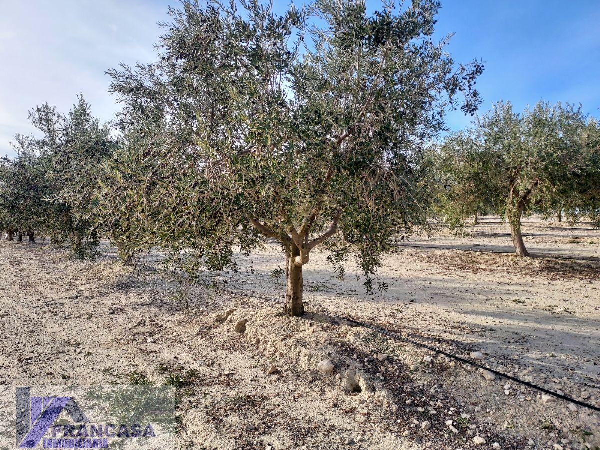 Venta de finca rústica en Cieza