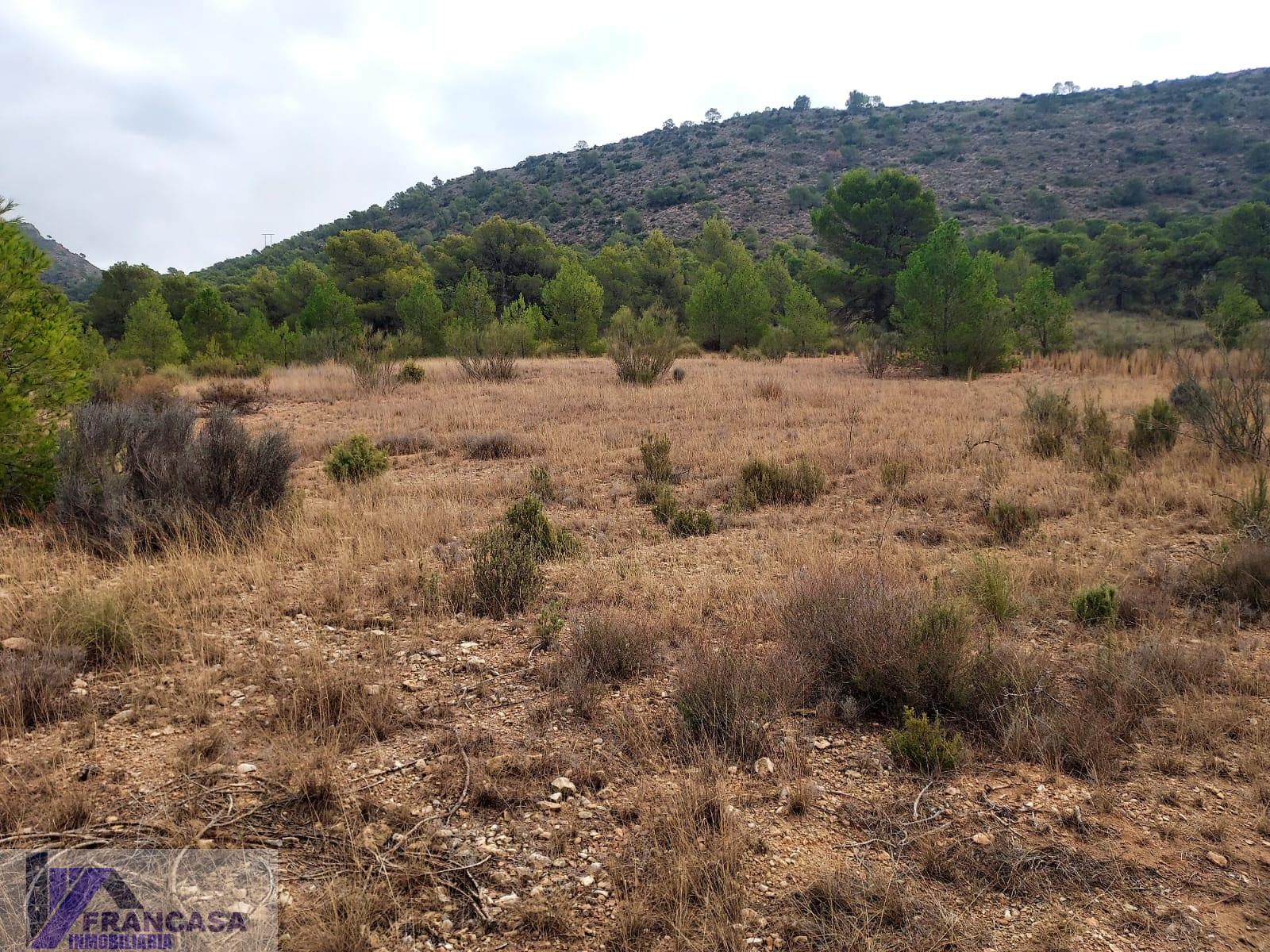For sale of land in Cieza