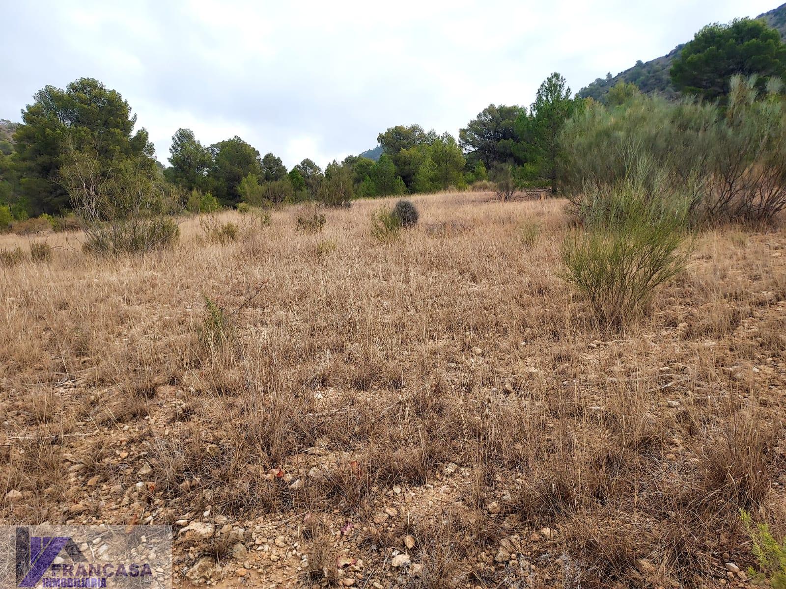 For sale of land in Cieza