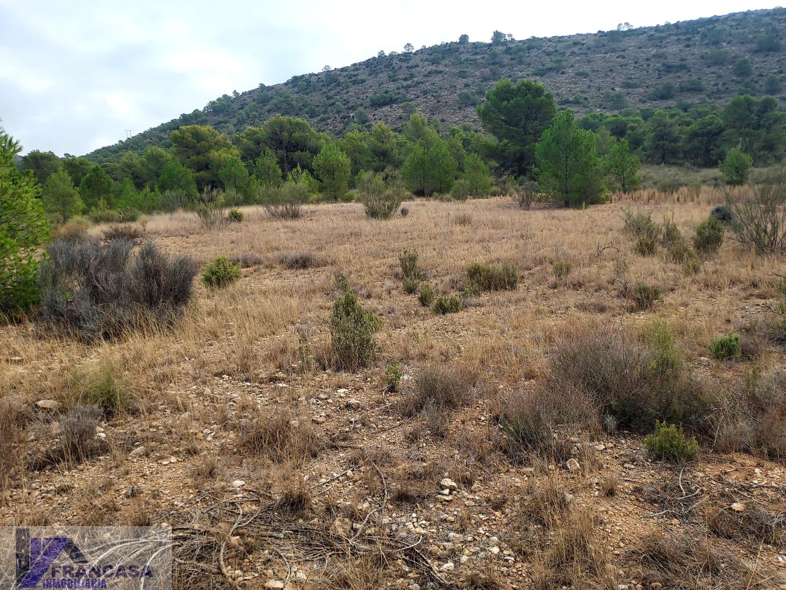 For sale of land in Cieza
