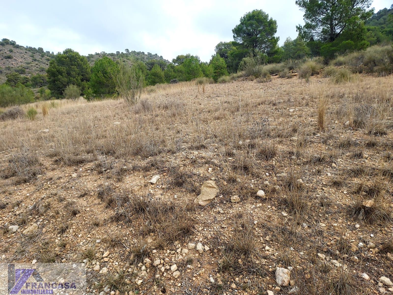 For sale of land in Cieza