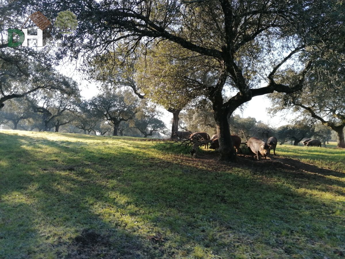 Venta de terreno en Cáceres Venta de terreno en Cáceres