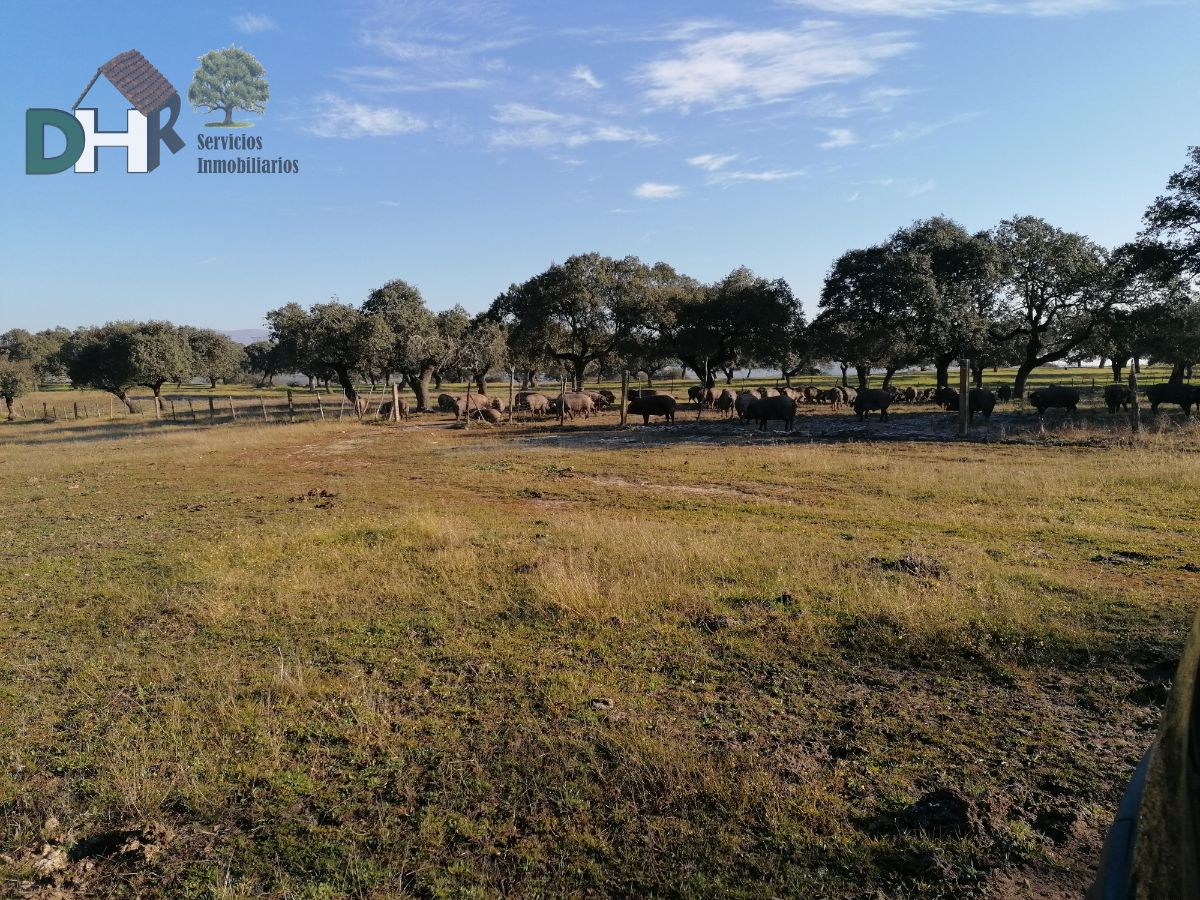 For sale of land in Plasencia