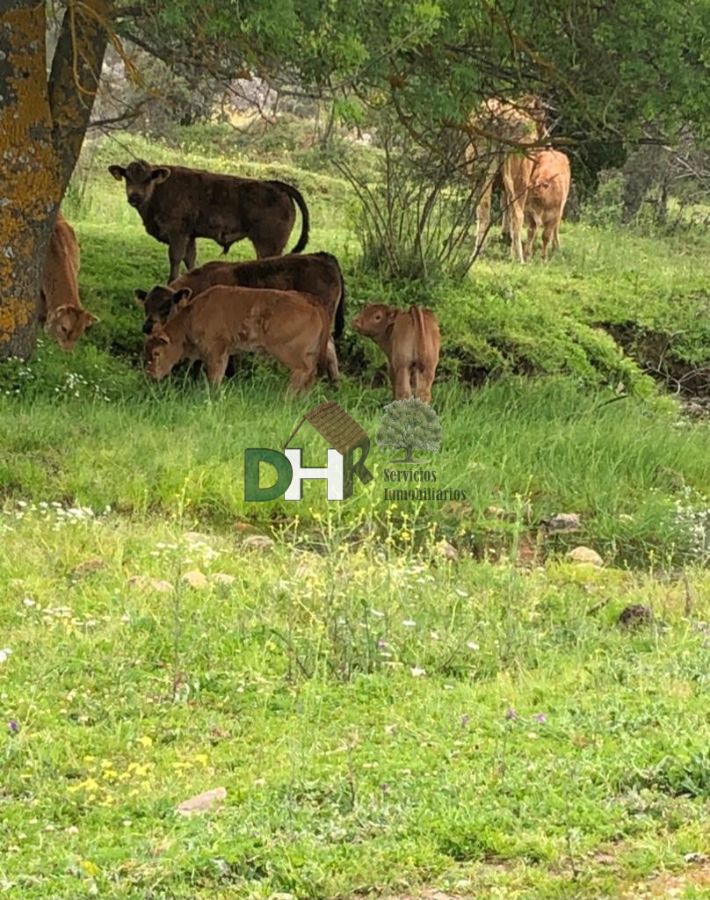 Venta de terreno en Cáceres