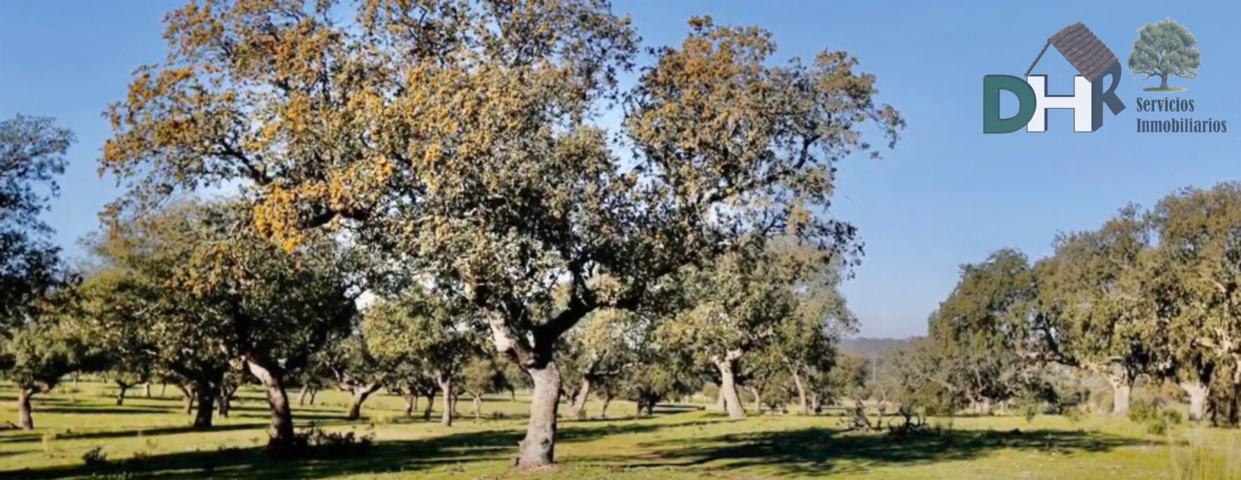 For sale of land in Cáceres