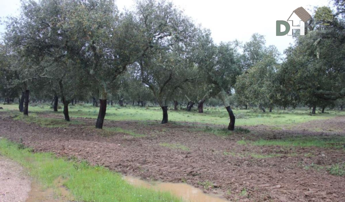 For sale of land in Cáceres