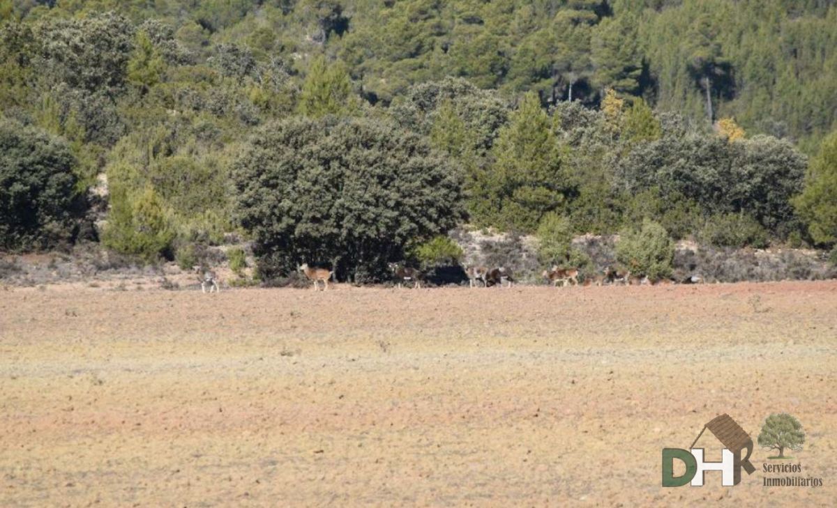For sale of land in Cuenca