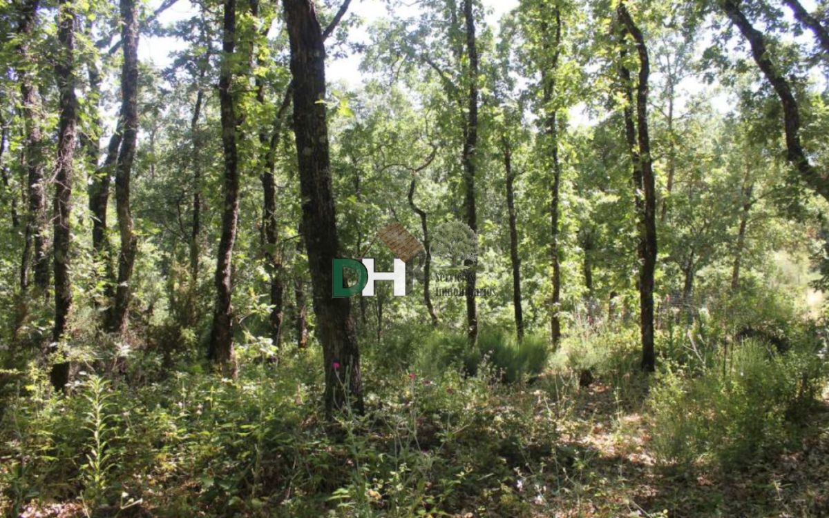 Venta de terreno en Plasencia Venta de terreno en Plasencia