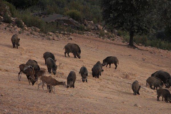 For sale of land in Badajoz