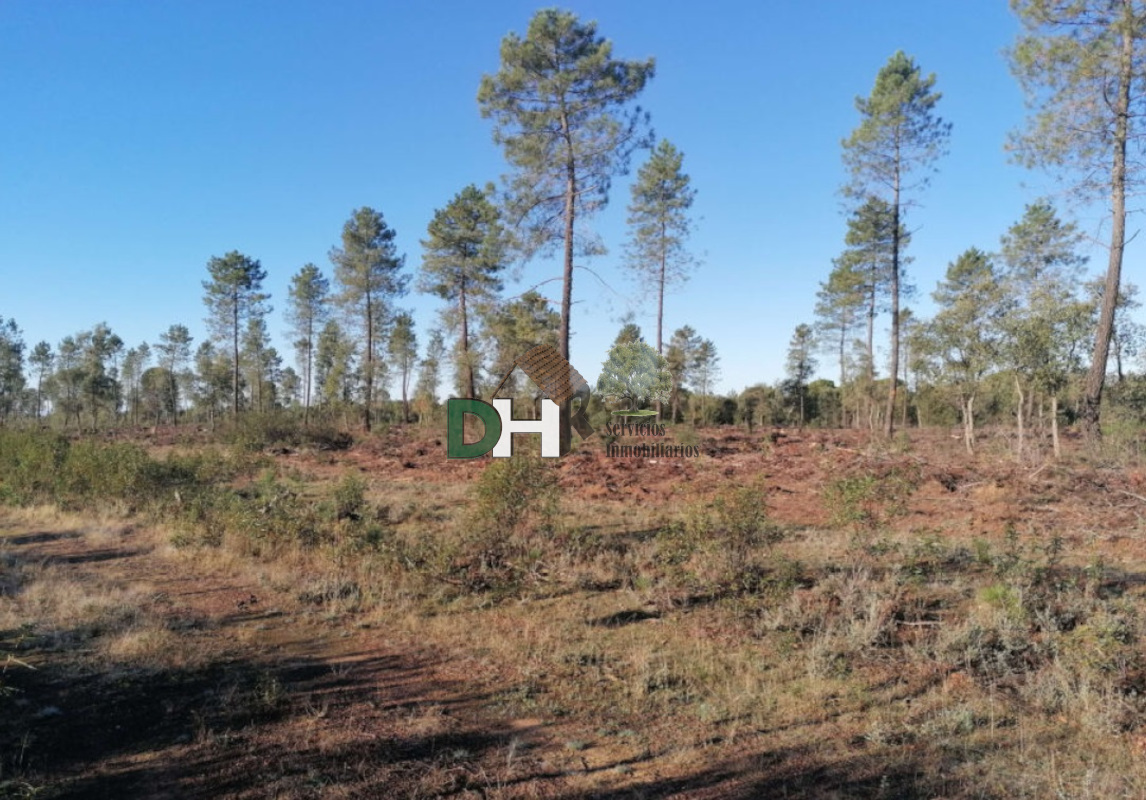 For sale of land in Cáceres