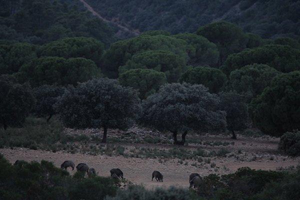 For sale of land in Badajoz