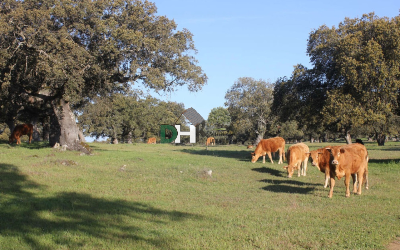 For sale of land in Cáceres