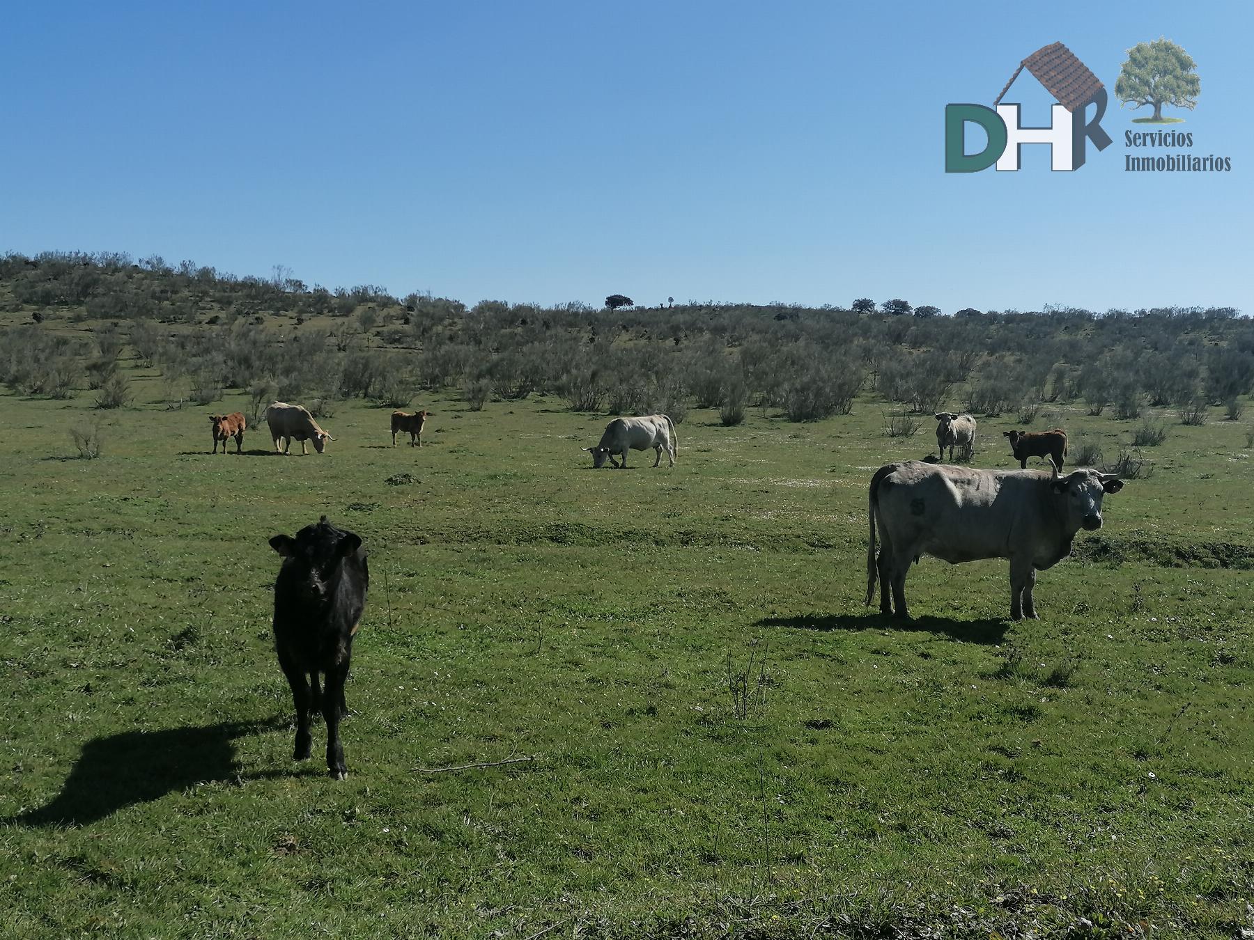 For sale of land in Cáceres