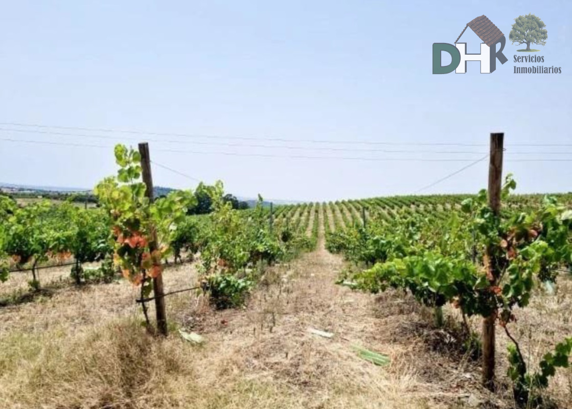 For sale of land in Elvas