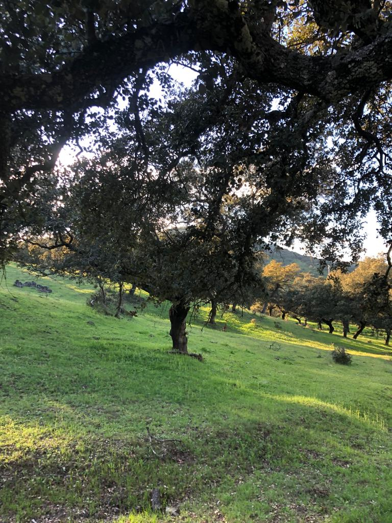 For sale of land in Badajoz
