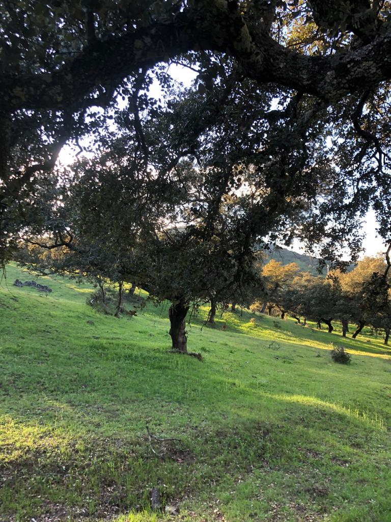 Venta de terreno en Badajoz