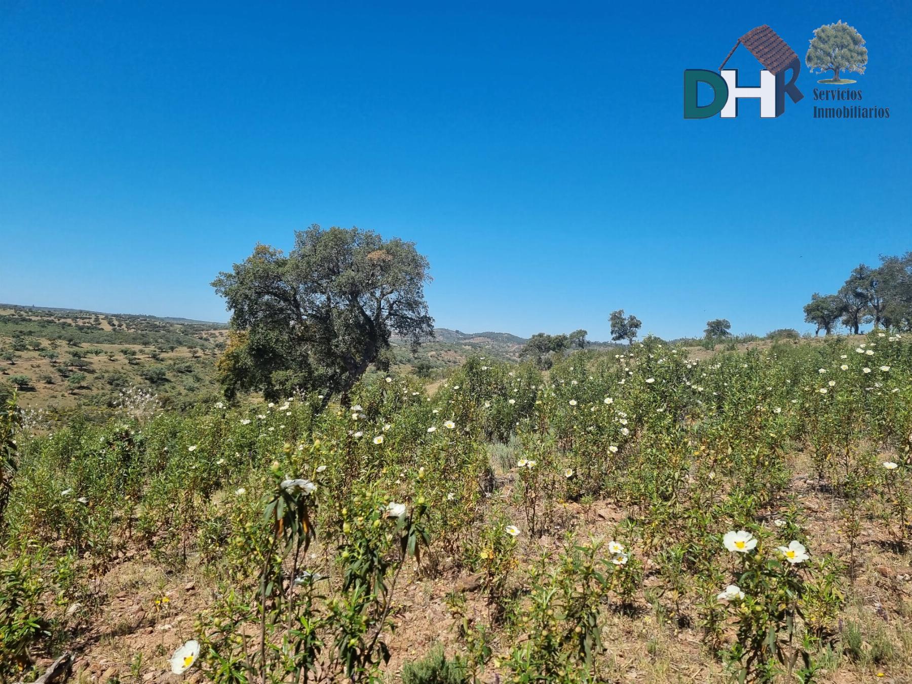 For sale of land in Villanueva del Fresno