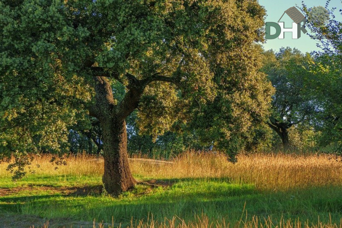 For sale of land in Salamanca