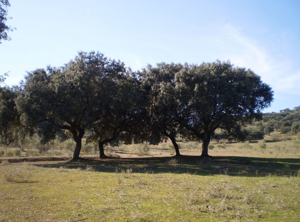 For sale of land in Badajoz