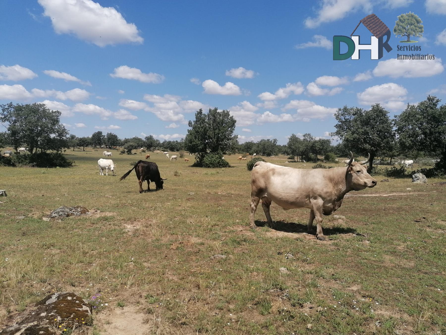 For sale of land in Salamanca