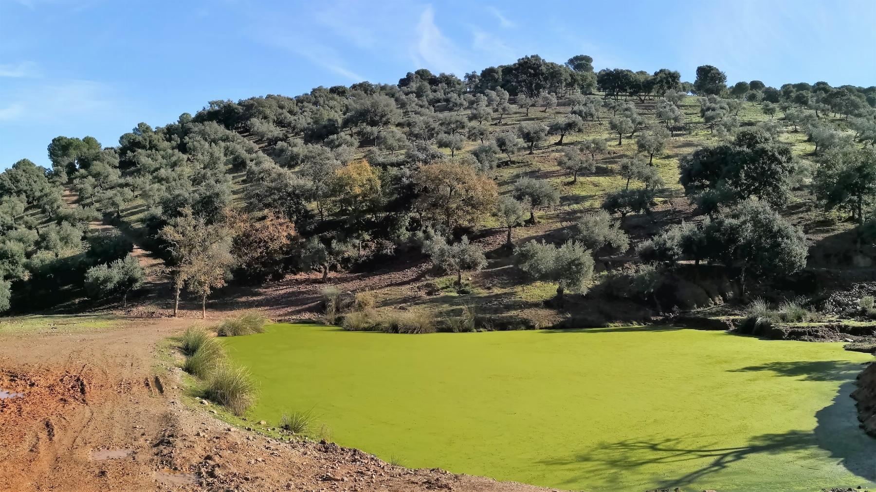 For sale of land in Córdoba