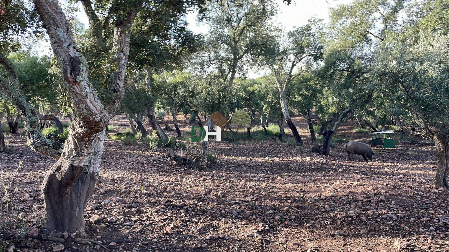 Venta de casa en Cáceres