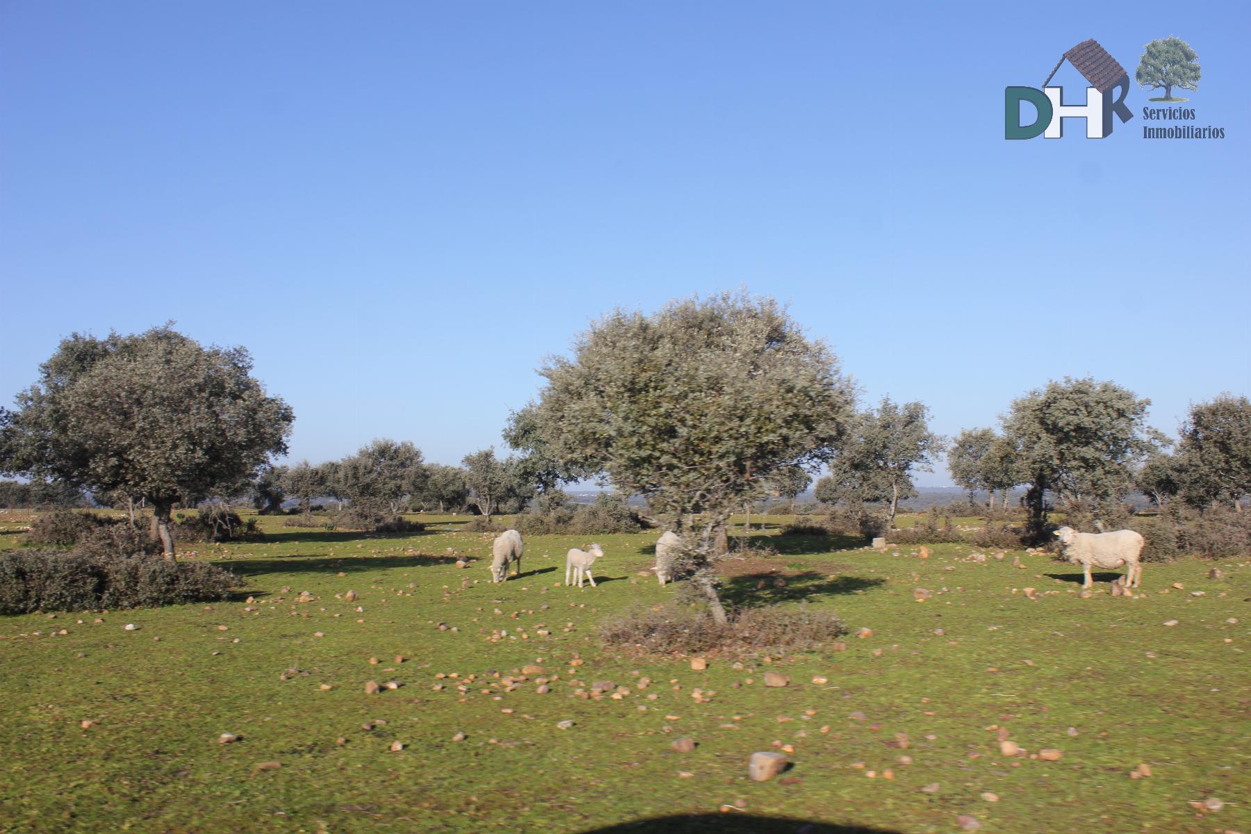 For sale of land in Cáceres