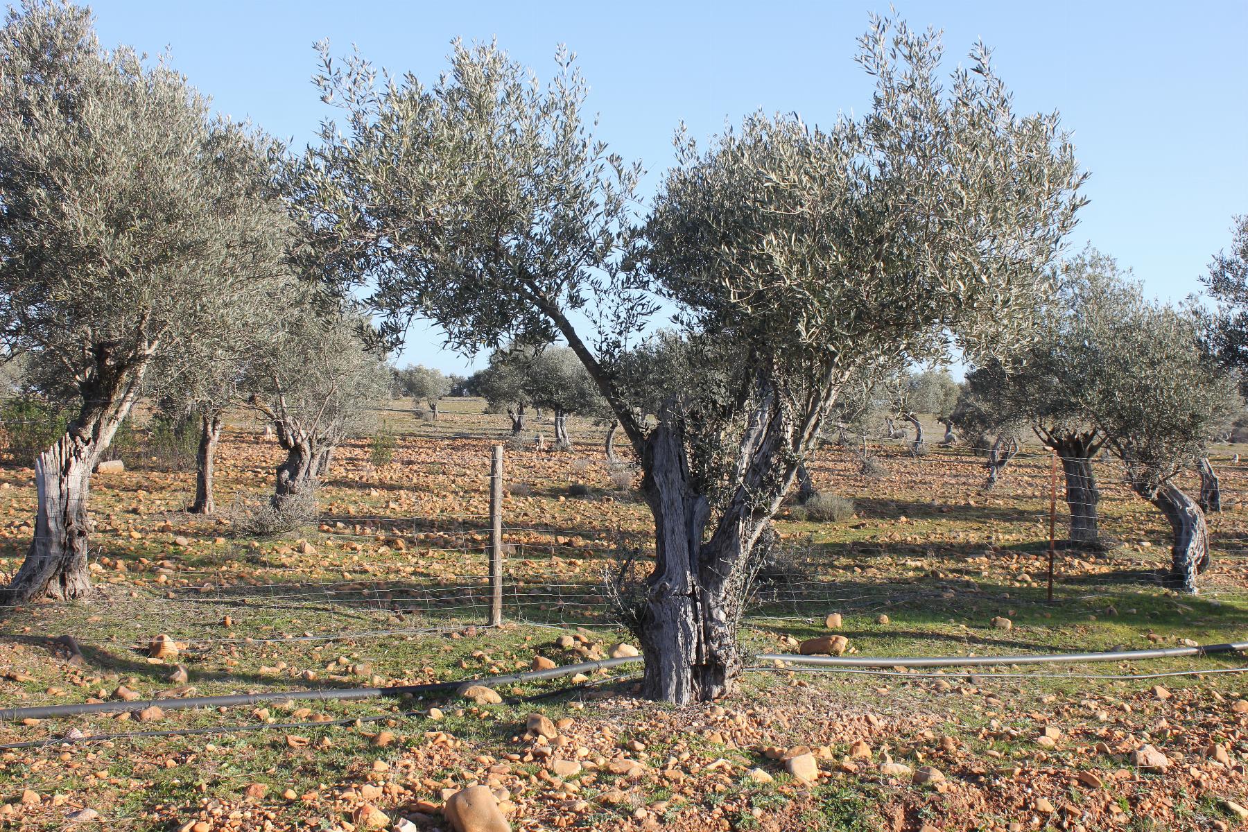 Venta de terreno en Cáceres