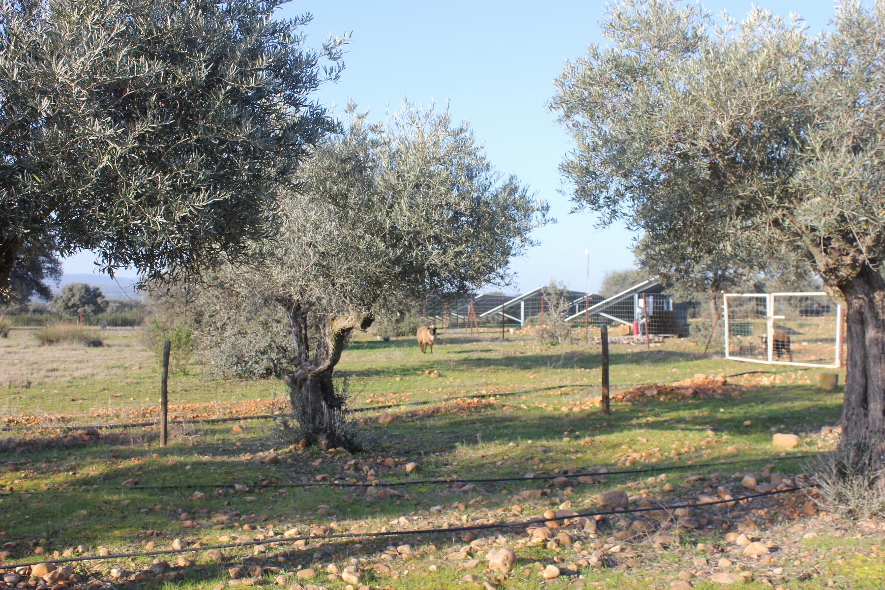 Venta de terreno en Cáceres