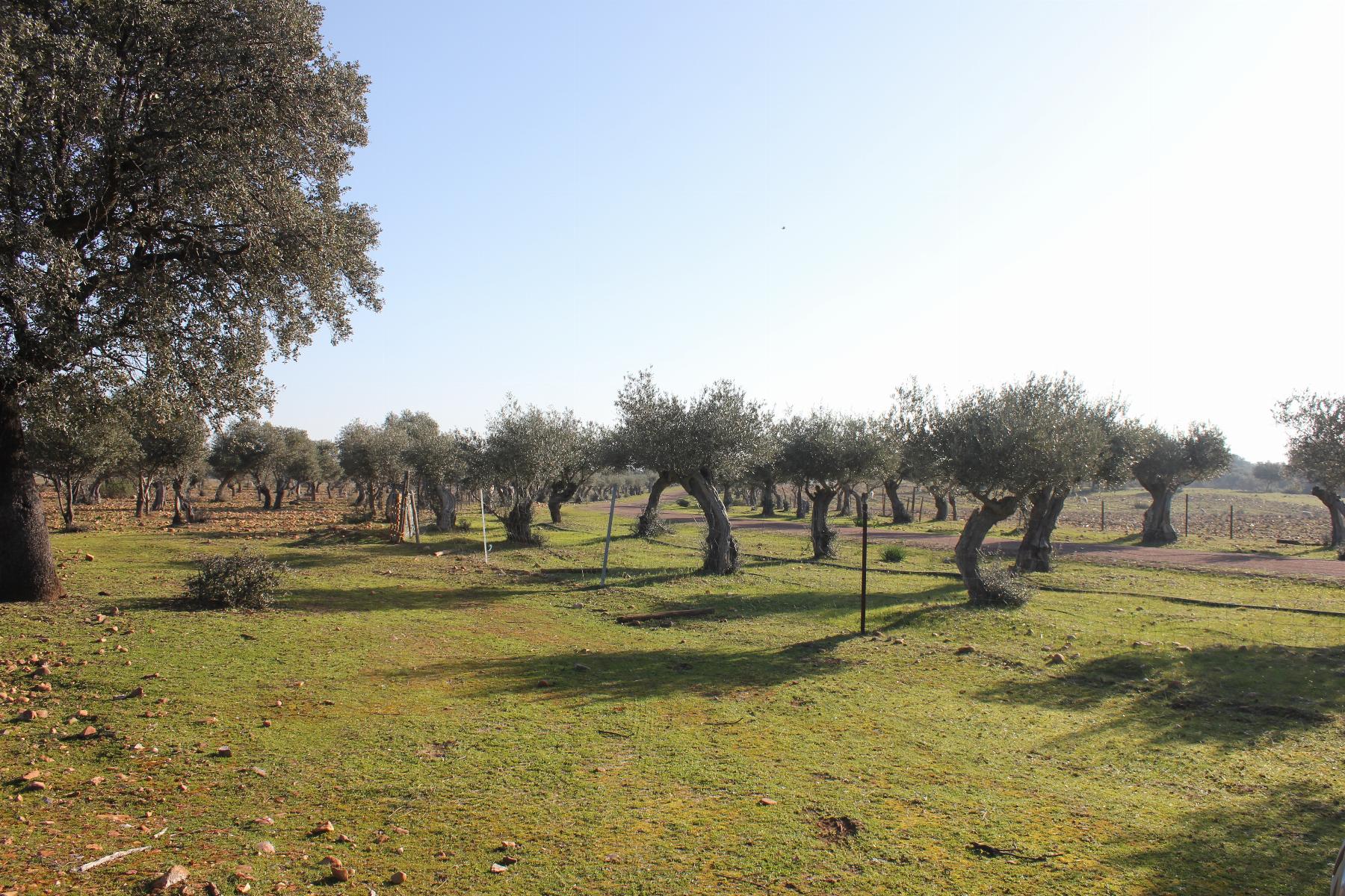 Venta de terreno en Cáceres