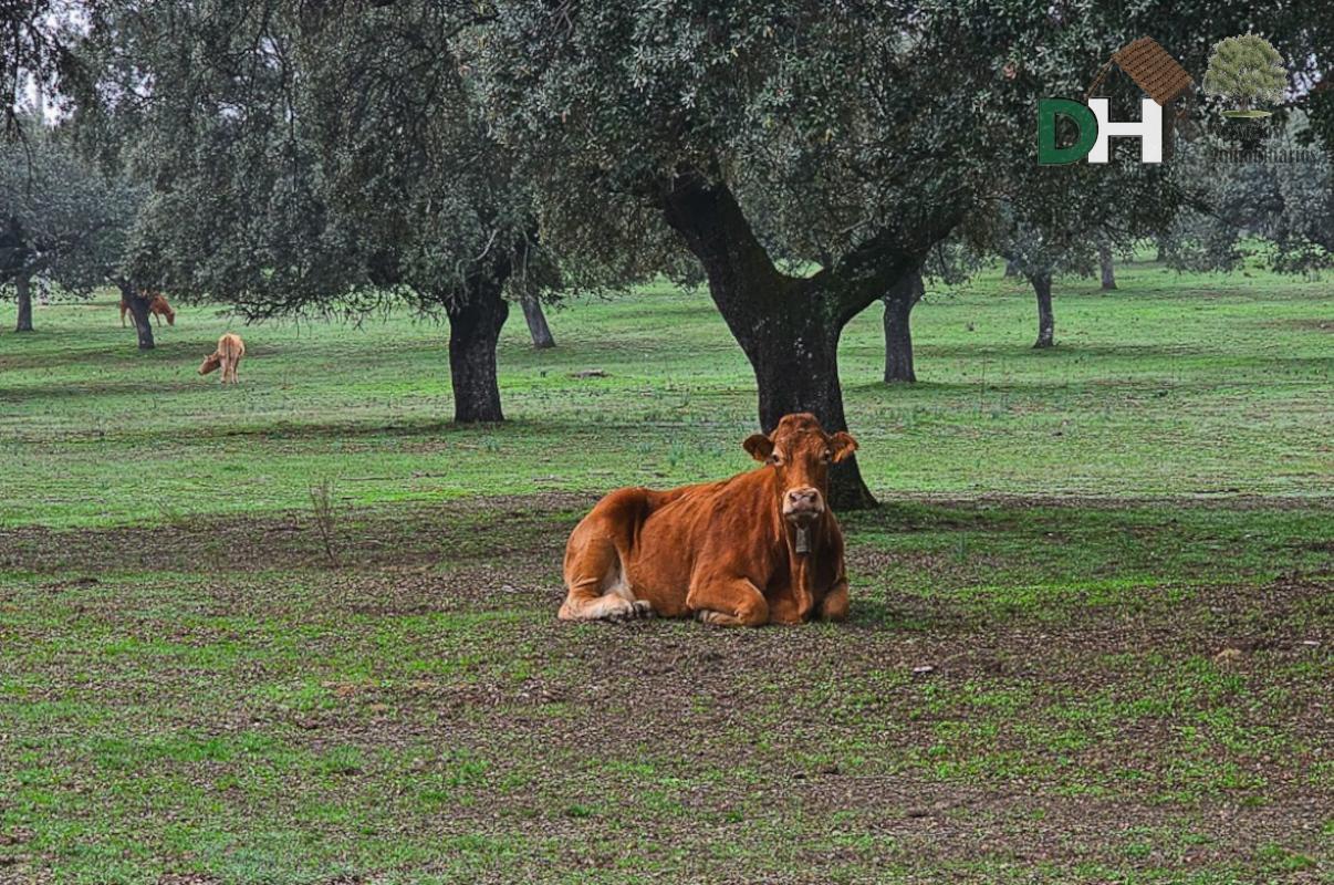 For sale of land in Cáceres
