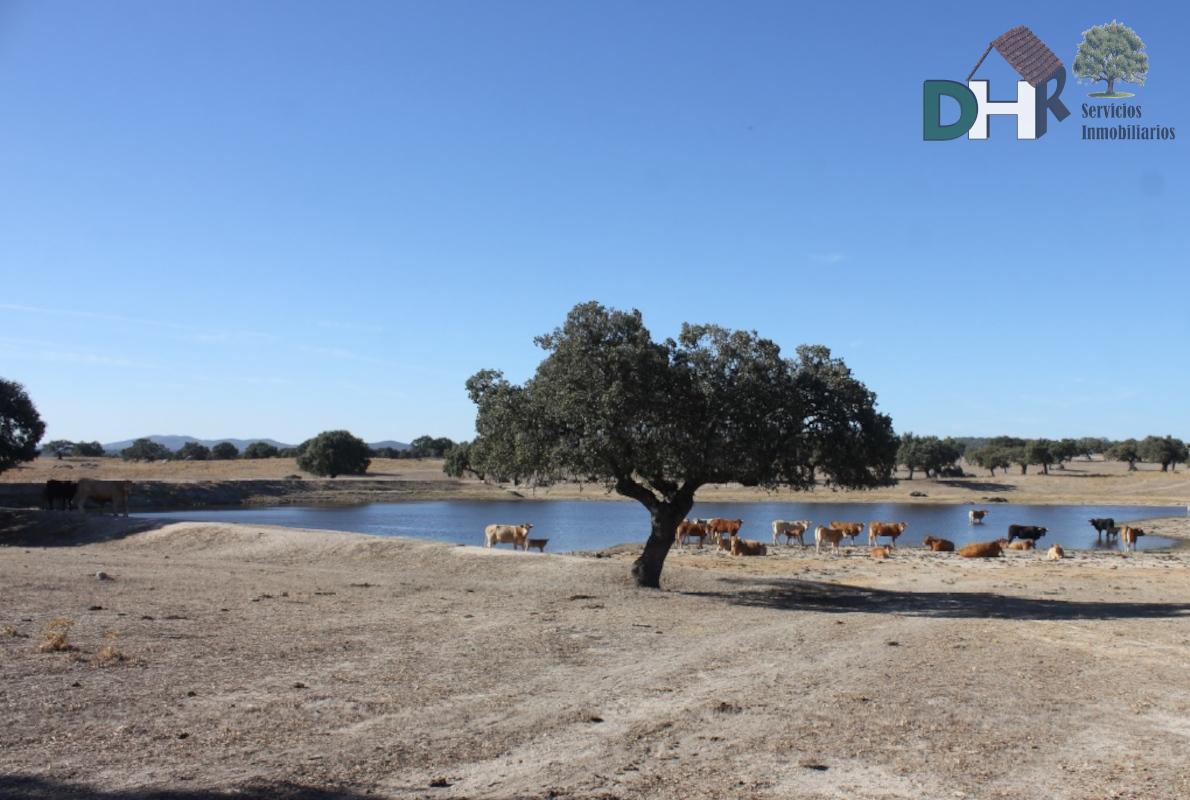 For sale of land in Cáceres