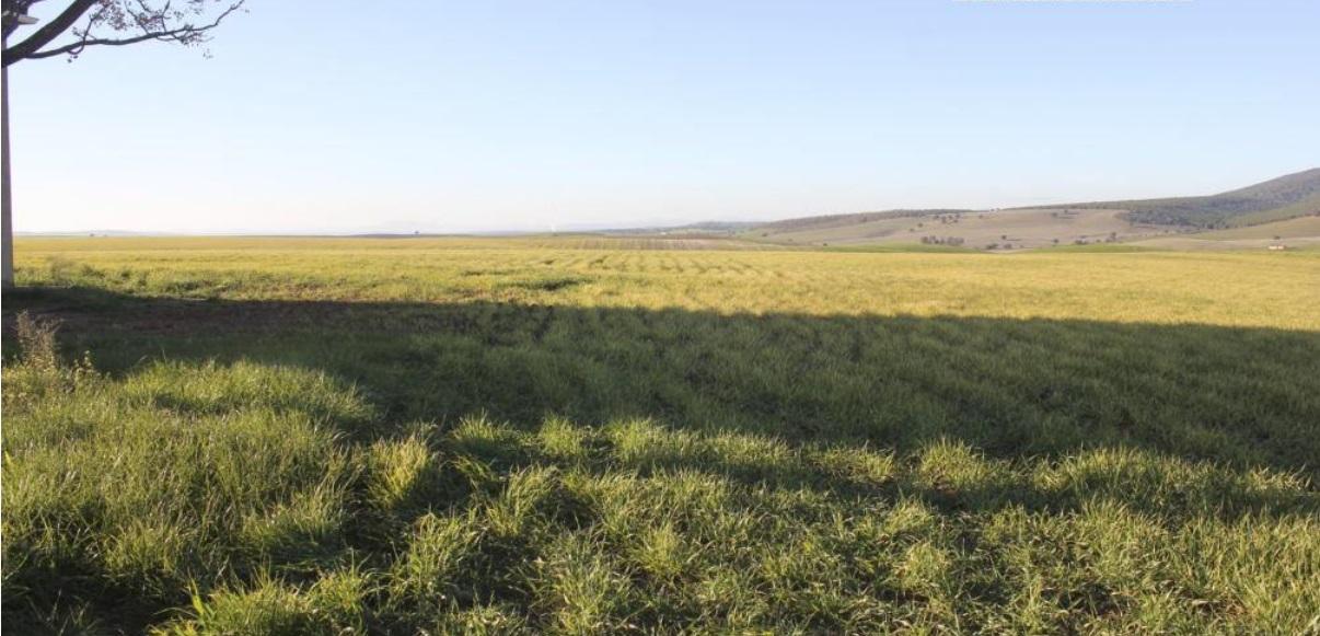 For sale of land in Cáceres