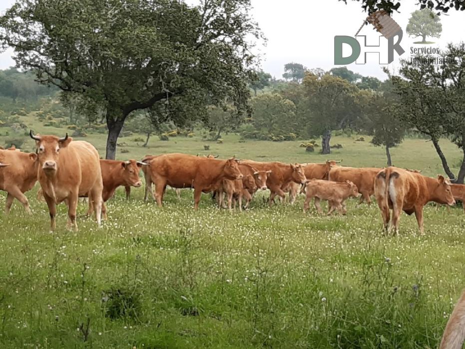 Venta de terreno en Badajoz