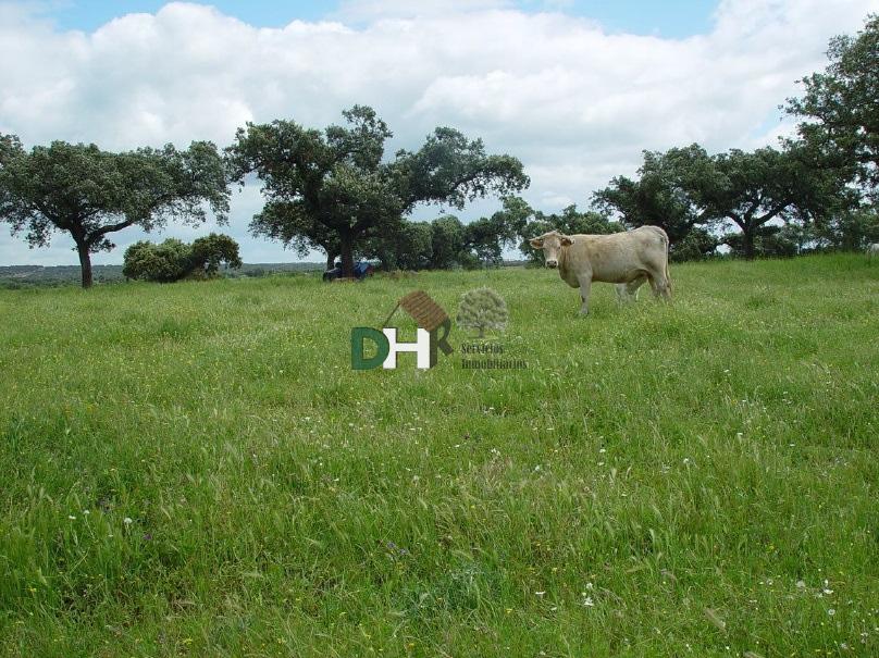 For sale of land in Badajoz
