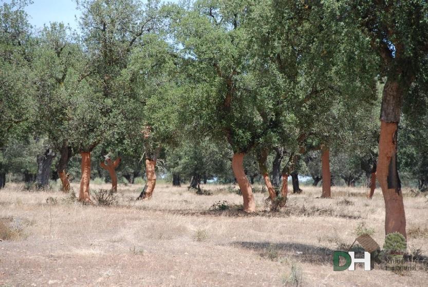 For sale of land in Badajoz