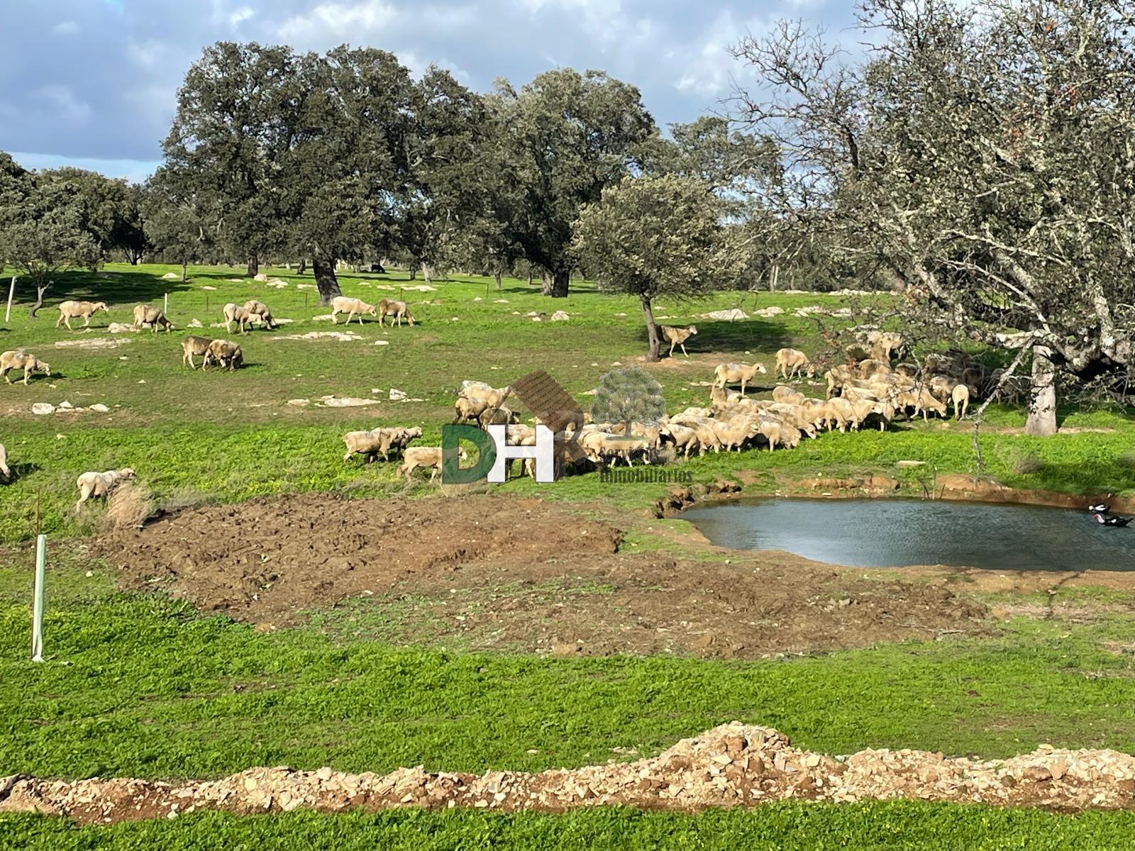 For sale of land in Cáceres