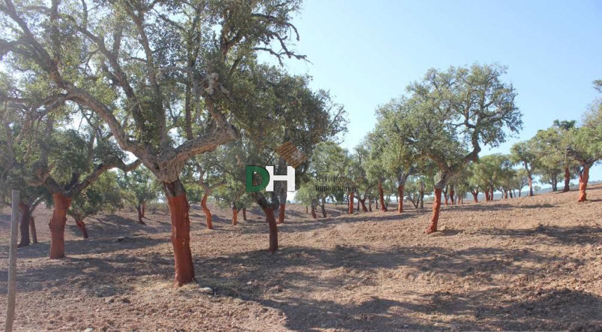 For sale of land in Cáceres